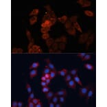 Immunofluorescence - Anti-Hsp27 Antibody (A92868) - Antibodies.com