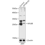 Western Blot - Anti-MLC1SA Antibody (A92872) - Antibodies.com