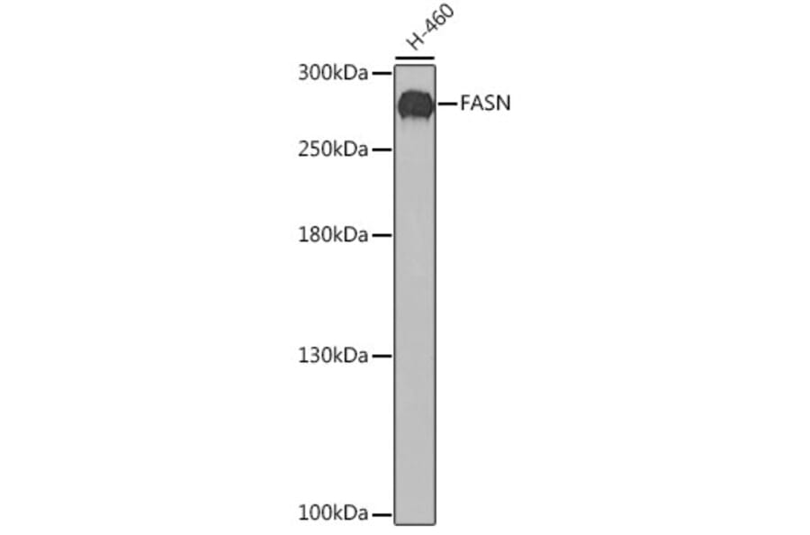 Western Blot - Anti-FASN Antibody (A0462) - Antibodies.com