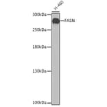 Western Blot - Anti-FASN Antibody (A0462) - Antibodies.com