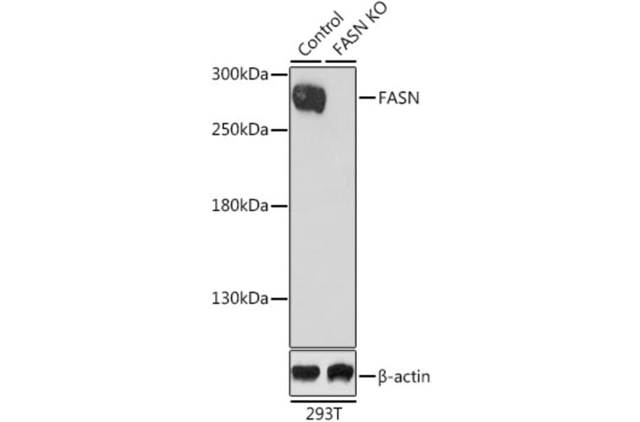 Western Blot - Anti-FASN Antibody (A0462) - Antibodies.com
