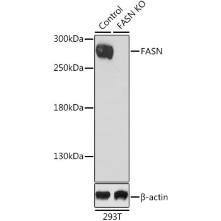 Western Blot - Anti-FASN Antibody (A0462) - Antibodies.com