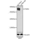 Western Blot - Anti-FASN Antibody (A0462) - Antibodies.com