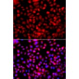 Immunofluorescence - Anti-FASN Antibody (A0462) - Antibodies.com