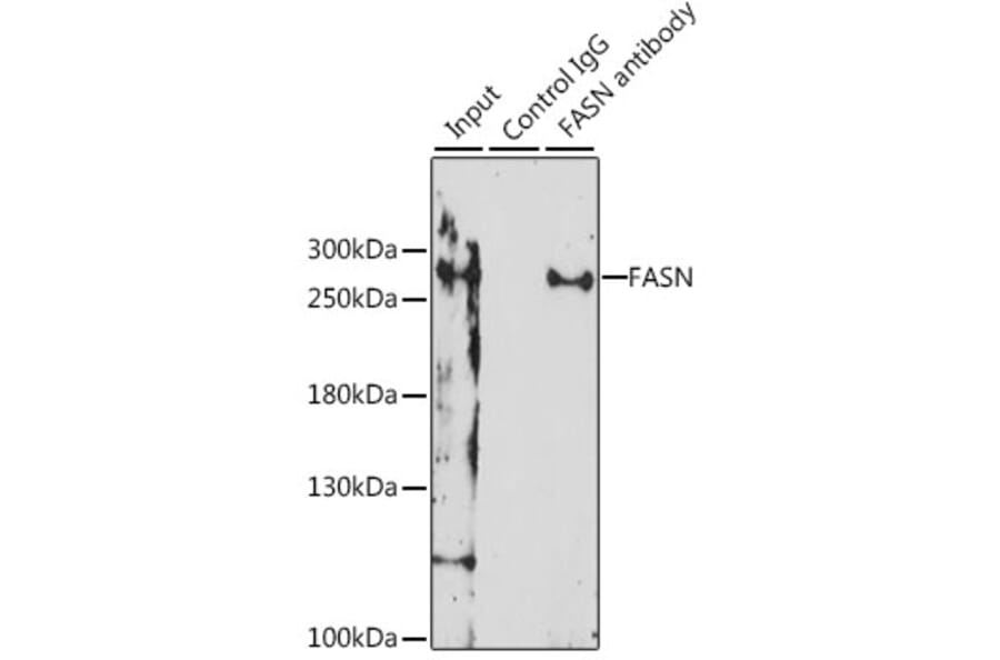 Immunoprecipitation - Anti-FASN Antibody (A0462) - Antibodies.com