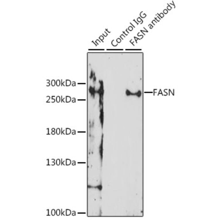 Immunoprecipitation - Anti-FASN Antibody (A0462) - Antibodies.com