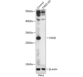 Western Blot - Anti-FADD Antibody (A92876) - Antibodies.com