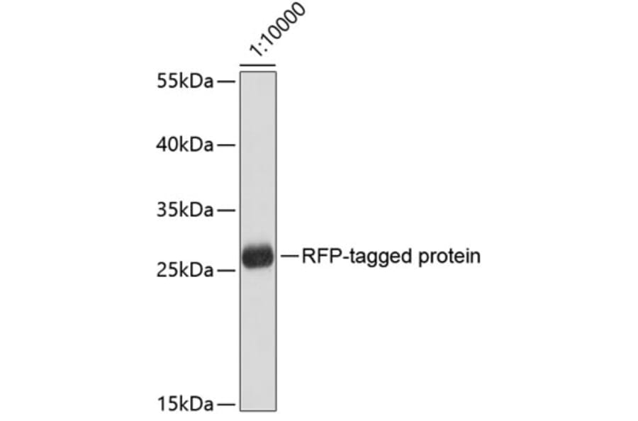 Western Blot - Anti-RFP Tag Antibody [AMC0509] (A92877) - Antibodies.com