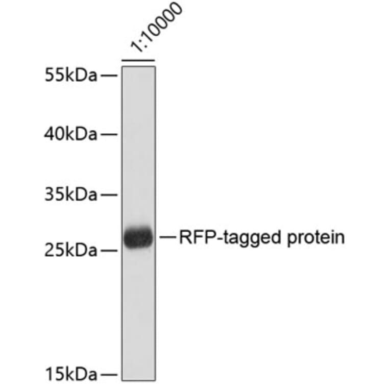 Western Blot - Anti-RFP Tag Antibody [AMC0509] (A92877) - Antibodies.com
