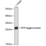 Western Blot - Anti-RFP Tag Antibody [AMC0509] (A92877) - Antibodies.com