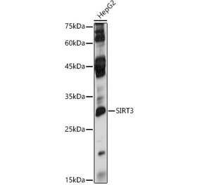 Western Blot - Anti-SIRT3 Antibody (A92878) - Antibodies.com
