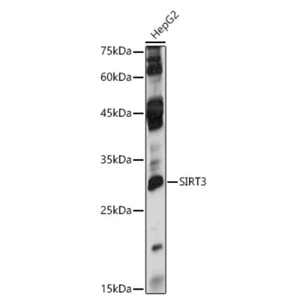 Western Blot - Anti-SIRT3 Antibody (A92878) - Antibodies.com