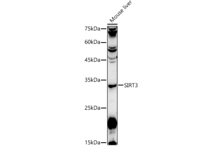 Western Blot - Anti-SIRT3 Antibody (A92878) - Antibodies.com