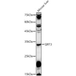 Western Blot - Anti-SIRT3 Antibody (A92878) - Antibodies.com