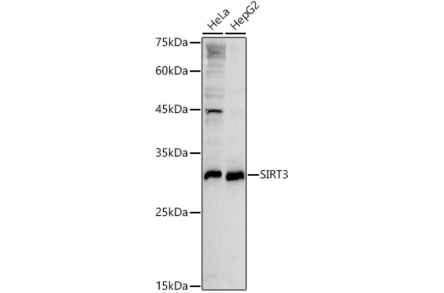 Western Blot - Anti-SIRT3 Antibody (A92878) - Antibodies.com