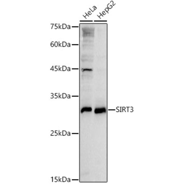 Western Blot - Anti-SIRT3 Antibody (A92878) - Antibodies.com