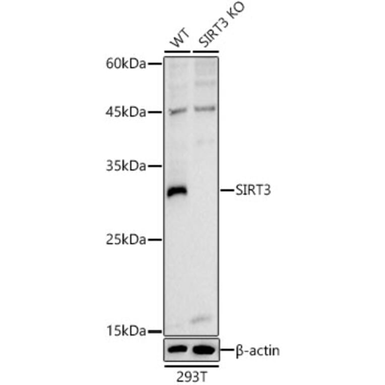 Western Blot - Anti-SIRT3 Antibody (A92878) - Antibodies.com
