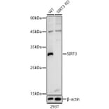 Western Blot - Anti-SIRT3 Antibody (A92878) - Antibodies.com