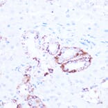 Immunohistochemistry - Anti-SIRT3 Antibody (A92878) - Antibodies.com