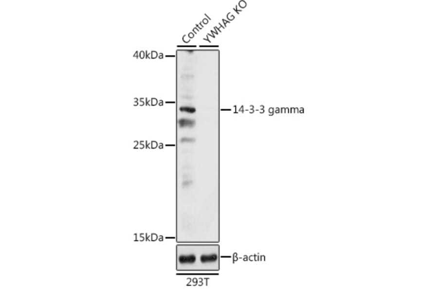 Western Blot - Anti-14-3-3 gamma/YWHAG Antibody (A92879) - Antibodies.com