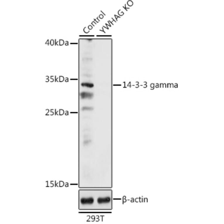 Western Blot - Anti-14-3-3 gamma/YWHAG Antibody (A92879) - Antibodies.com