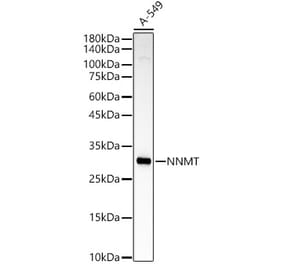 Western Blot - Anti-NNMT Antibody (A92881) - Antibodies.com