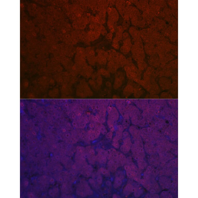 Immunofluorescence - Anti-NNMT Antibody (A92881) - Antibodies.com