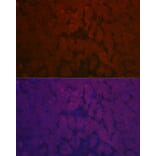 Immunofluorescence - Anti-NNMT Antibody (A92881) - Antibodies.com