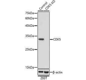 Western Blot - Anti-CDK5 Antibody (A92882) - Antibodies.com