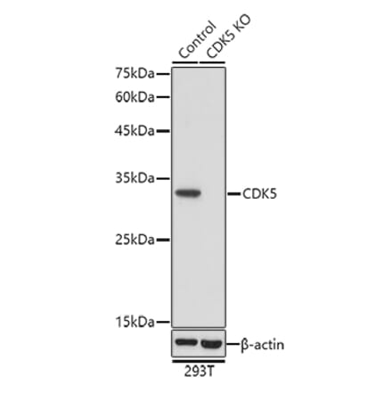 Western Blot - Anti-CDK5 Antibody (A92882) - Antibodies.com