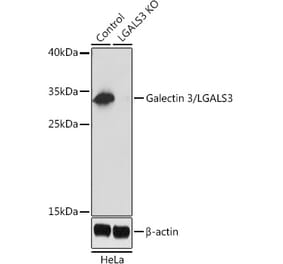 Western Blot - Anti-Galectin 3 Antibody (A92886) - Antibodies.com