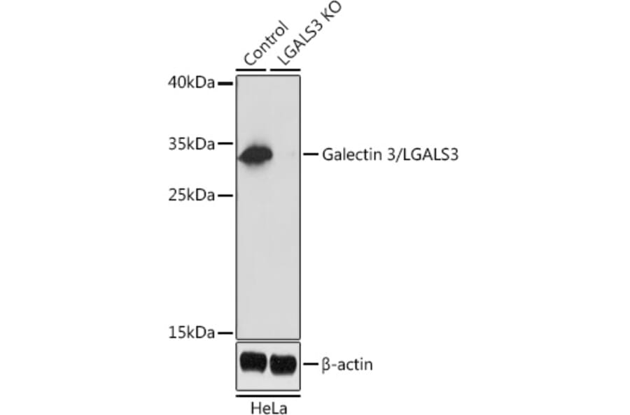 Western Blot - Anti-Galectin 3 Antibody (A92886) - Antibodies.com