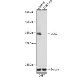 Western Blot - Anti-CDK2 Antibody (A92890) - Antibodies.com