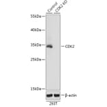 Western Blot - Anti-CDK2 Antibody (A92890) - Antibodies.com