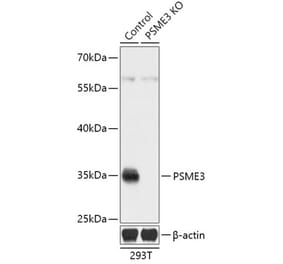 Western Blot - Anti-PSME3 Antibody (A92892) - Antibodies.com