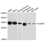 Western Blot - Anti-CCND3 Antibody (A12974) - Antibodies.com