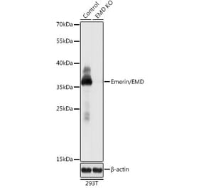 Western Blot - Anti-Emerin Antibody (A92894) - Antibodies.com