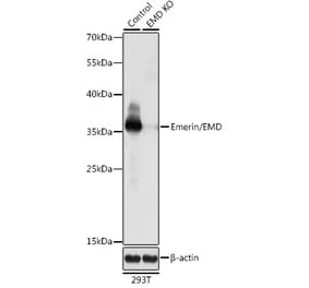 Western Blot - Anti-Emerin Antibody (A92895) - Antibodies.com