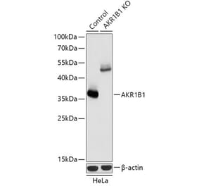 Western Blot - Anti-Aldose reductase Antibody (A92897) - Antibodies.com
