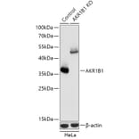 Western Blot - Anti-Aldose reductase Antibody (A92897) - Antibodies.com