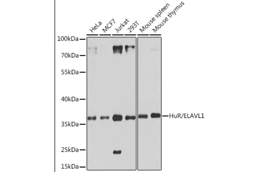Western Blot - Anti-HuR/ELAVL1 Antibody (A92898) - Antibodies.com