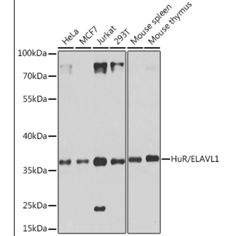 Western Blot - Anti-HuR/ELAVL1 Antibody (A92898) - Antibodies.com