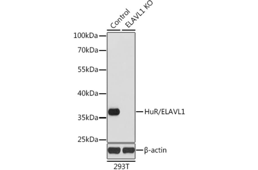 Western Blot - Anti-HuR/ELAVL1 Antibody (A92898) - Antibodies.com