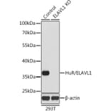 Western Blot - Anti-HuR/ELAVL1 Antibody (A92898) - Antibodies.com