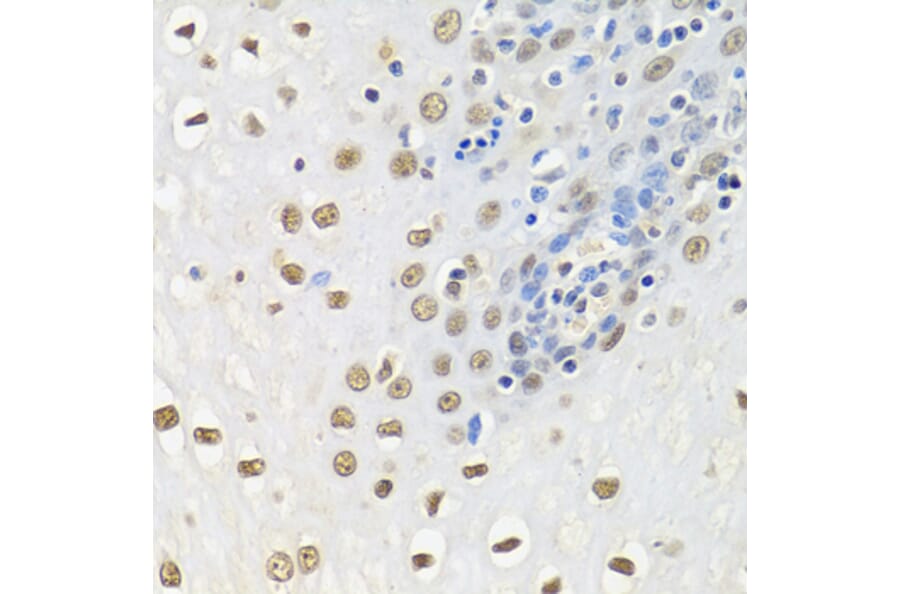 Immunohistochemistry - Anti-HuR/ELAVL1 Antibody (A92898) - Antibodies.com