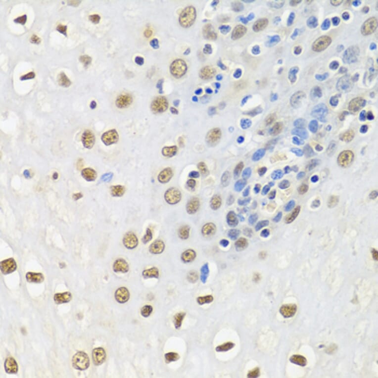 Immunohistochemistry - Anti-HuR/ELAVL1 Antibody (A92898) - Antibodies.com