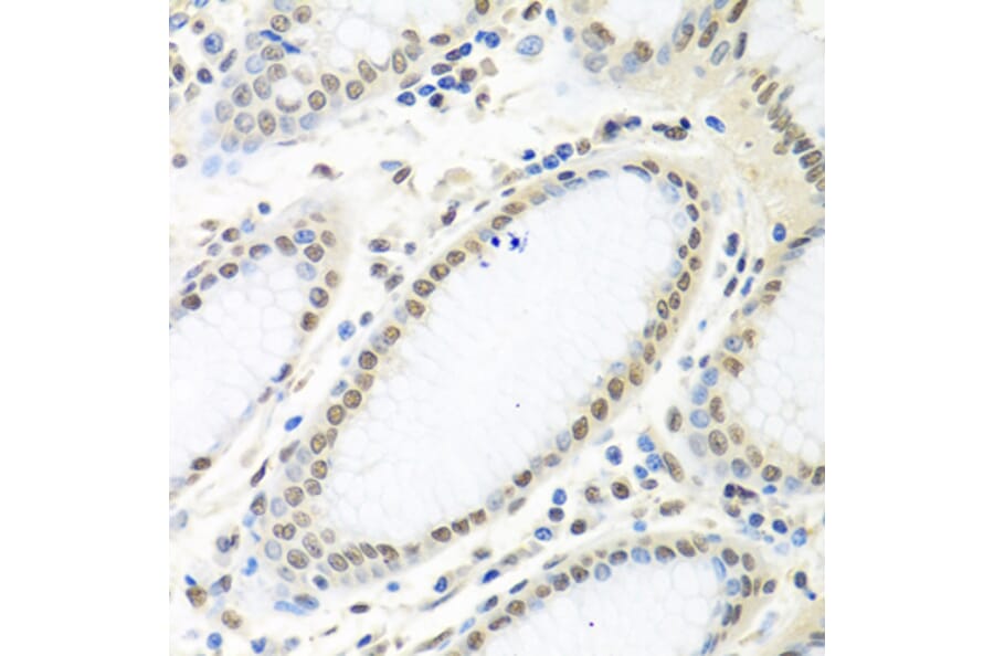 Immunohistochemistry - Anti-HuR/ELAVL1 Antibody (A92898) - Antibodies.com