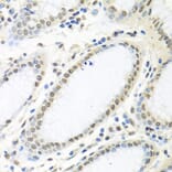 Immunohistochemistry - Anti-HuR/ELAVL1 Antibody (A92898) - Antibodies.com