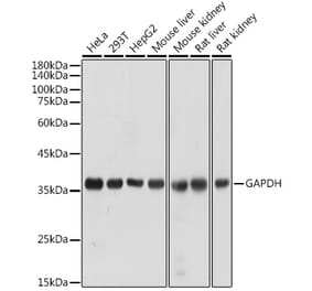 Western Blot - Anti-GAPDH Antibody (A92899) - Antibodies.com