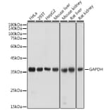 Western Blot - Anti-GAPDH Antibody (A92899) - Antibodies.com